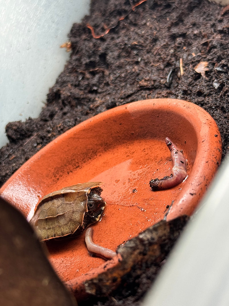Vietnamese Black Breasted Leaf Turtle Baby 2025