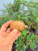 Hypomelanistic Cherryhead Red Foot Tortoise Baby 2026