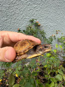 Hi Color Orange Baby Eastern Box Turtle