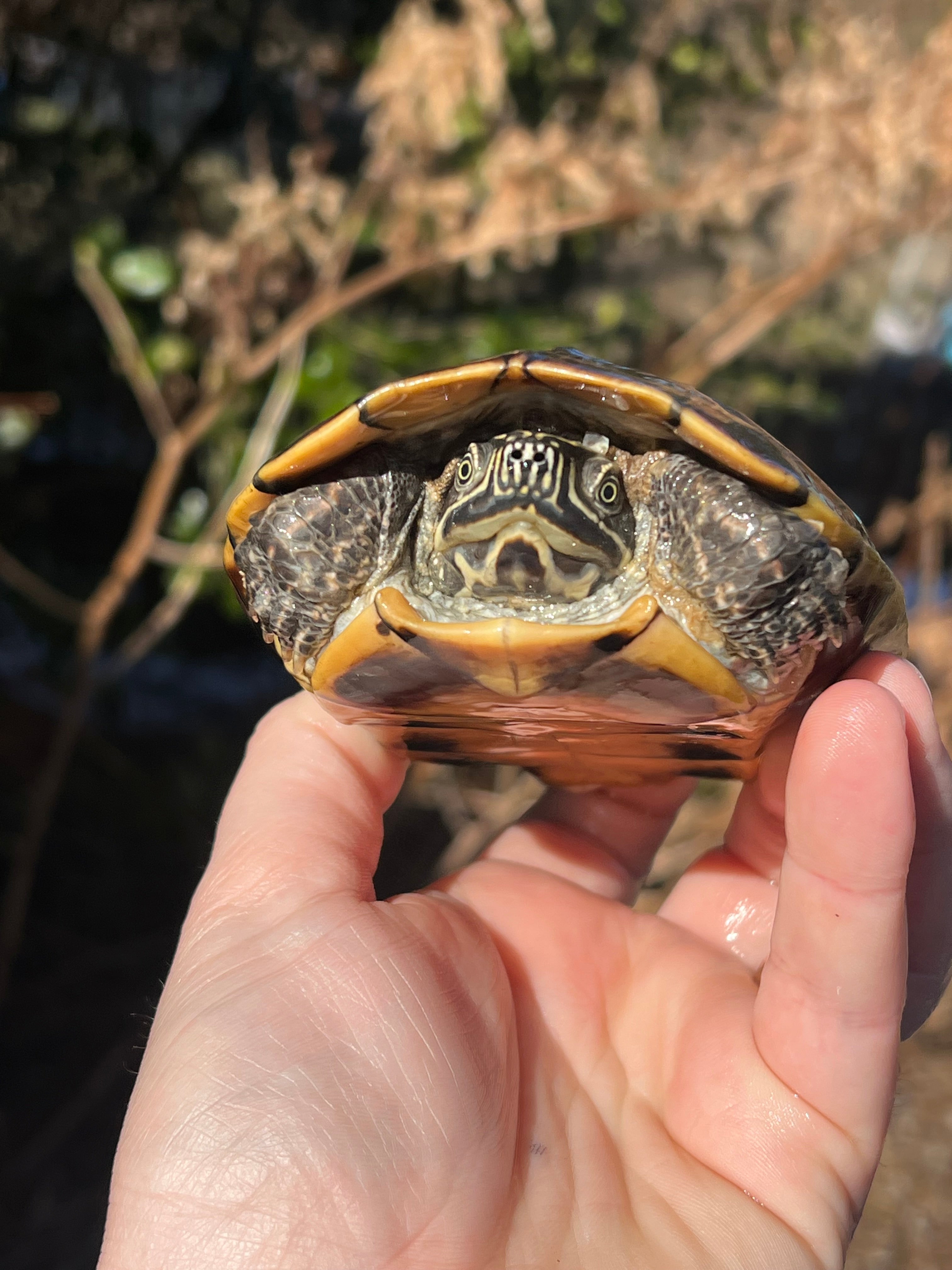 Malayan Snail-eating Turtles For Sale | American Reptile Distributors