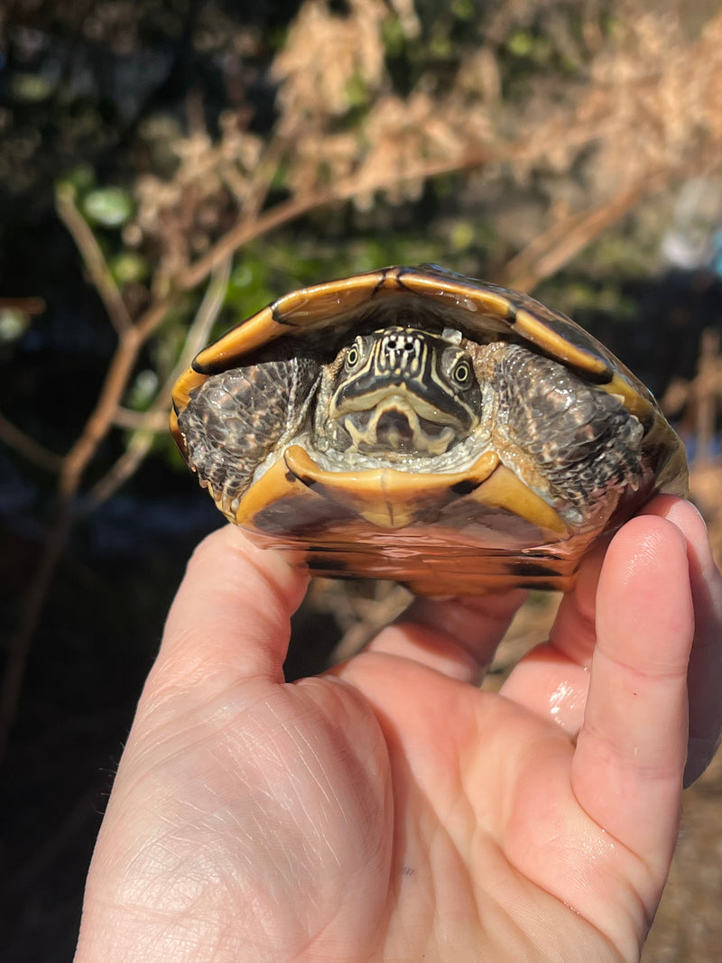 Malayan Snail-eating Turtles For Sale | American Reptile Distributors