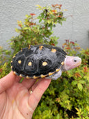 Ornate Diamondback Terrapin Female