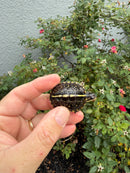HI YELLOW Florida Box Turtle
