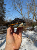 Ornate Diamondback Terrapin Male