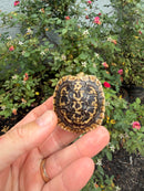 Pancake Tortoise Baby 2026
