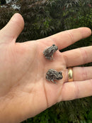 Eastern Spadefoot Toad CB Babies (Scaphiopus holbrookii)
