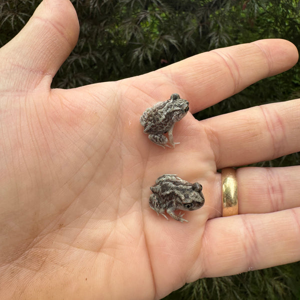 Eastern Spadefoot Toad For Sale | American Reptile Distributors