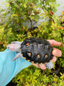 Ornate Diamondback Terrapin Male