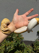 Banana Ball Python Mixed Morph Male