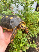 Red Foot Tortoise Adult Female
