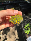Orange Flame Baby Florida Red Bellied Turtle 2025