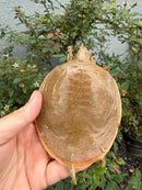 Smooth Softshell Turtle Adult Male