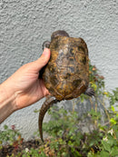 Chinese Big Head Turtle Adult Male