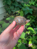 Florida Box Turtle 2021 Female