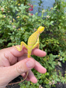 Crimson Red Albino Green Iguana 2026
