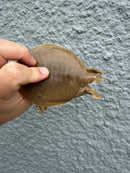 Smooth Softshell Turtle Baby Female