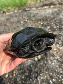 Melanistic Reeves Turtles Adult Pair