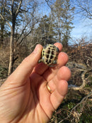 Pastel Reeves Turtle Baby 2025