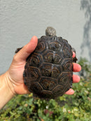 Concentric Diamondback Terrapin Adult Female