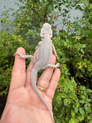 Hypo Zero Bearded Dragon