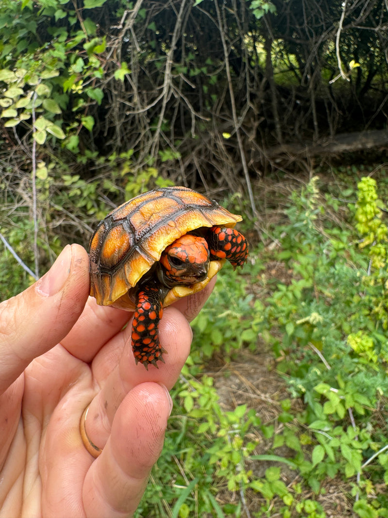 Cherrybomb Red Foot Tortoise Baby 2025
