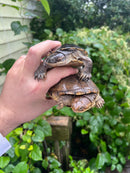 Adanson's Mud Turtles Pair