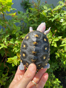 Ornate Diamondback Terrapin Female