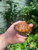 Gulf Coast Box Turtle 2021 Female