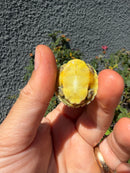 Pastel Clown Red Eared Slider Turtle
