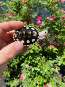 Ornate Diamondback Terrapin Female
