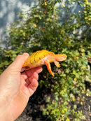 Albino Heiroglyphic River Cooter Turtle