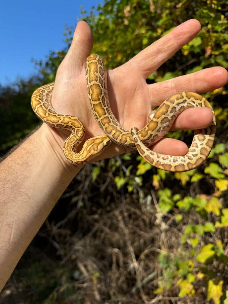 Hypo Burmese Python Female