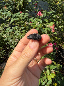 Siamese Common Musk Turtle Babies