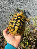 Eastern Hermann's Tortoise Adult Male
