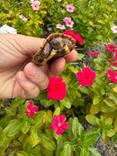 Hi Orange Vietnamese Black Breasted Leaf Turtle Baby
