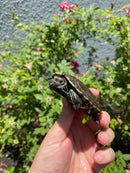 Balkan Pond Turtle Adult Male