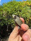 Hi White Concentric Diamondback Terrapin 2025