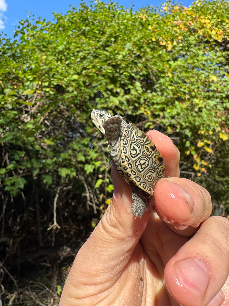 Hi White Concentric Diamondback Terrapin 2025