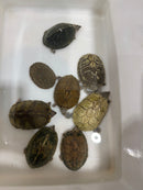 Razor backed Musk Turtle CB Adults (Sternotherus carinatus)