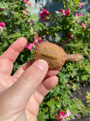 Hypo Peach Geoffroy's Sideneck Turtle
