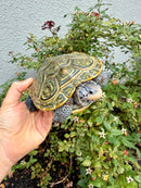 Concentric Diamondback Terrapin Adult Female