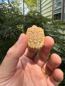 Baby Albino Common Snapping Turtle 2025 Female