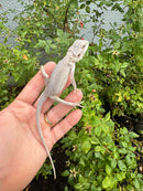 Hypo Zero Bearded Dragon