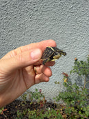 HI YELLOW Florida Box Turtle