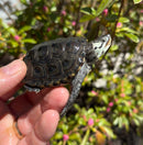 Hi White Concentric Diamondback Terrapin 2025