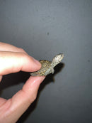 Concentric Diamondback Terrapin 2023 (Malaclemys terrapin)