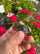 HI YELLOW Florida Box Turtle