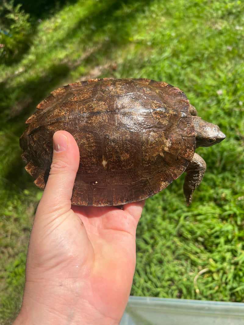 Adult Leaf Turtle Group 1.3 (Cyclemys oldhamii)