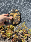 European Pond Turtle Adult Pair