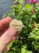 Albino Florida Snapping Turtle 2026